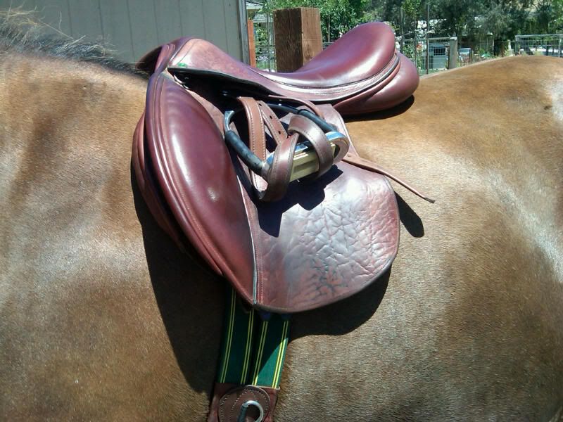 Chubby pony tack consignment Ariel Alexus Glory Hole Of Pics